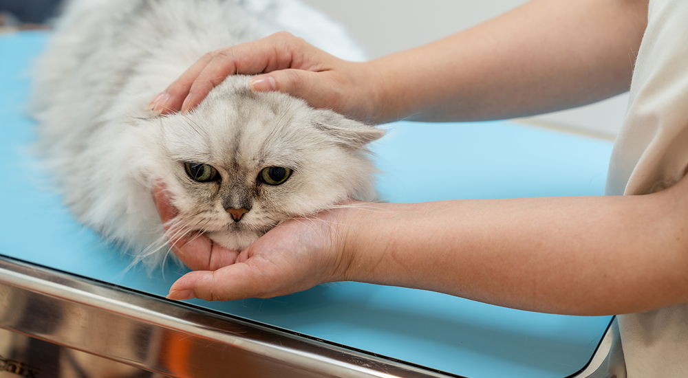 ホームドクターの写真