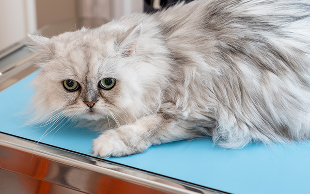 2、猫への優しさ