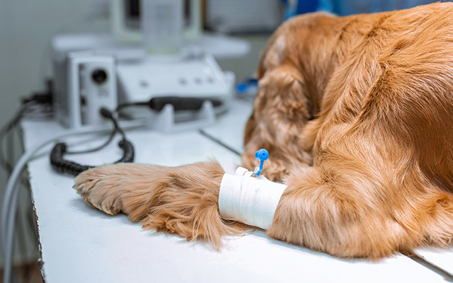 3、安全な麻酔のために