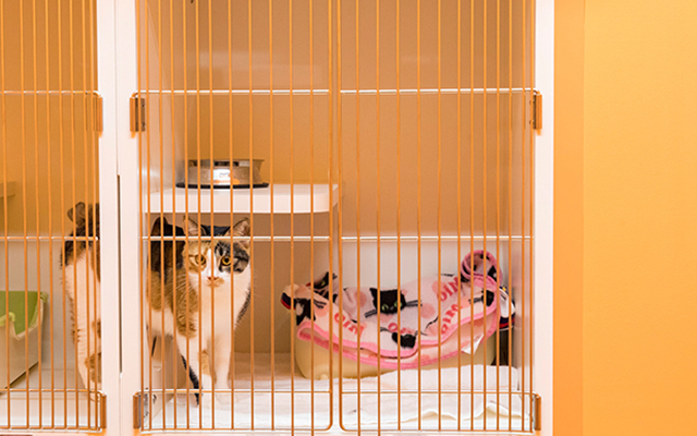 自由に上下横に移動できる猫さん専用入院室