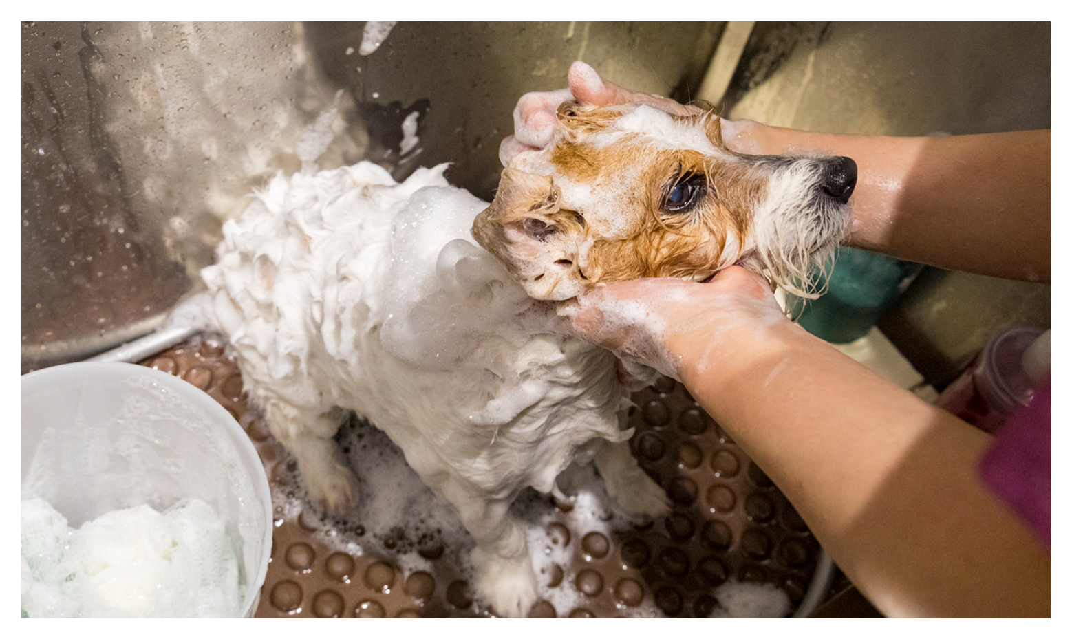 トリミングサロン