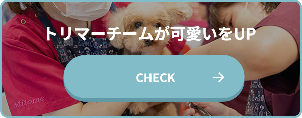 トリマーチームが可愛いをUPCHECK